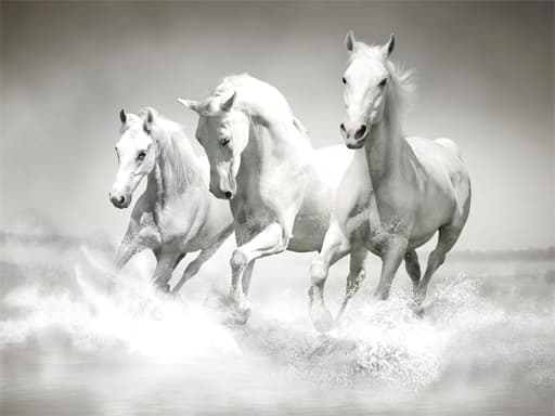 free online games - Horses Puzzle