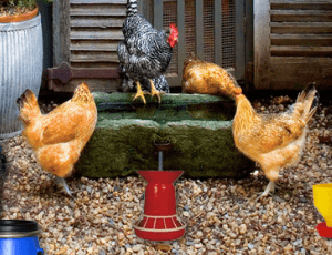 free online games - Poultry Farm Easter Escape