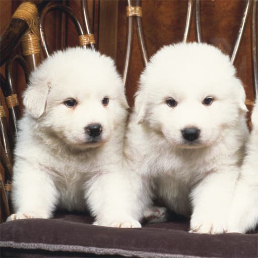 free online games - Lovely Puppy Slide