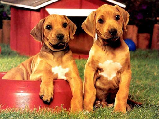 free online games - Puppy Pairs Puzzle