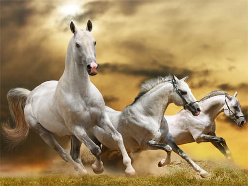 free online games - Running Horse Slide