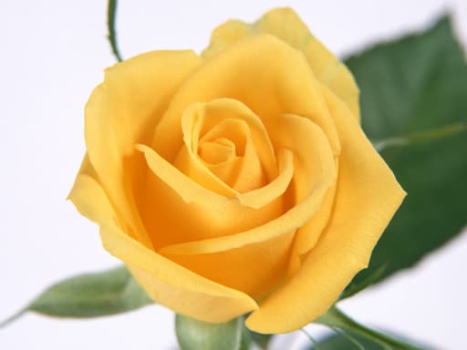 free online games - Yellow Roses Puzzle