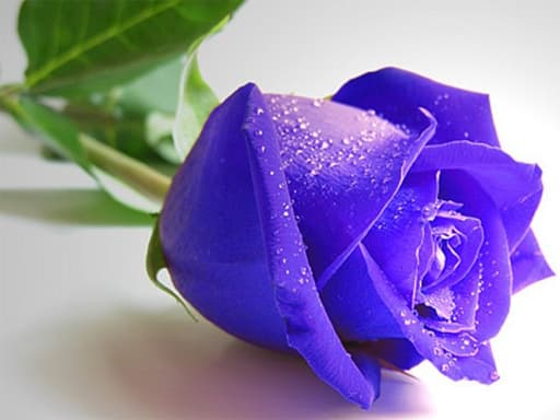 free online games - Blue Roses Puzzle
