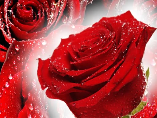free online games - Red Roses Puzzle