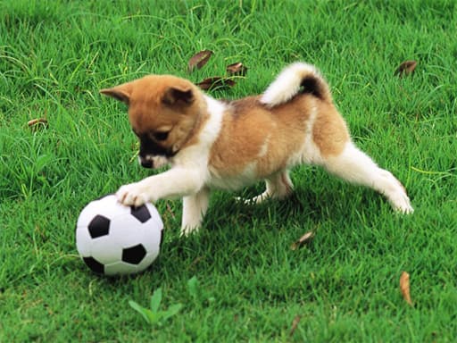 free online games - Playful Puppy Outdoor Puzzle