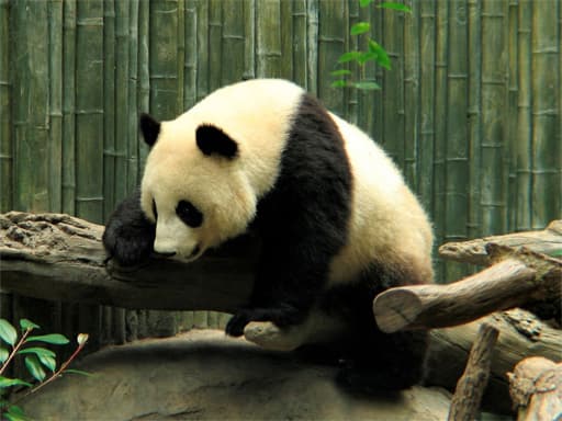 free online games - Pandas Puzzle