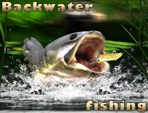 free online games - Backwater Fishing